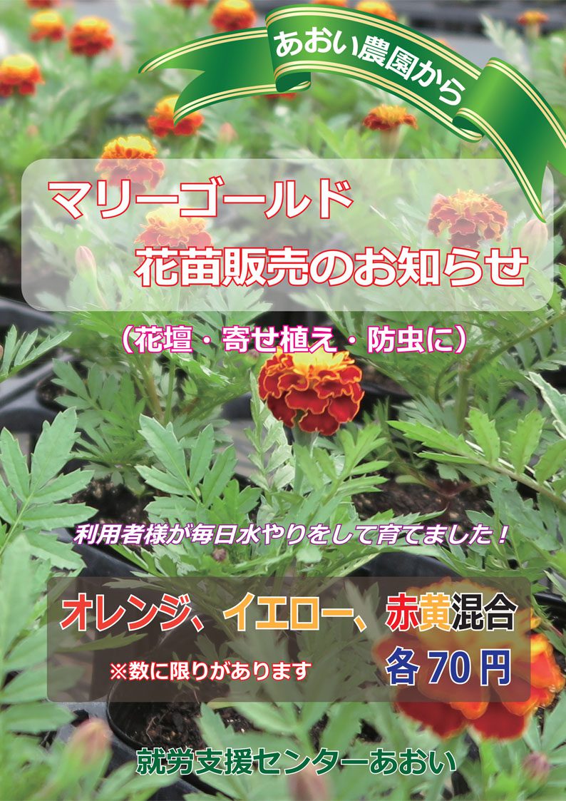 マリーゴールド販売開始 あおい福祉会 マリーゴールド販売開始 あおい福祉会